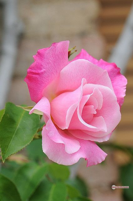 3300+ Beautiful Rose Flowers Image | Rose Flower HD Pic Download | 2885 rose with pictures -(60)