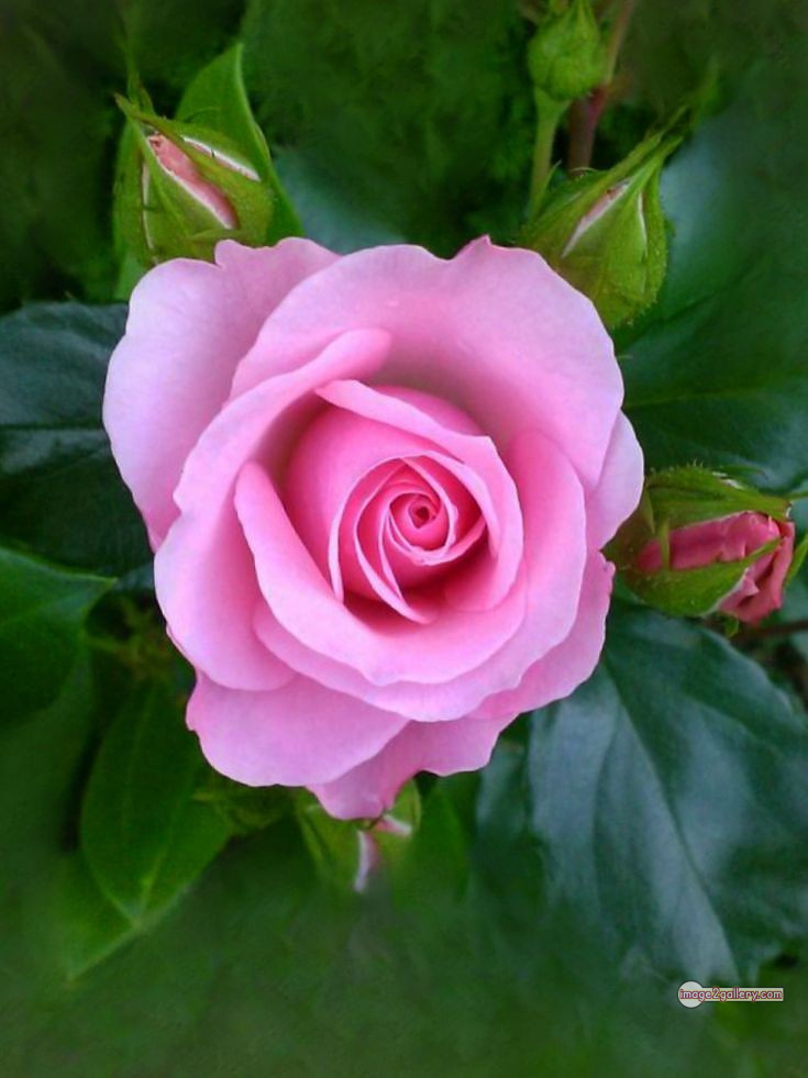 3300+ Beautiful Rose Flowers Image | Rose Flower HD Pic Download | 2884 rose with pictures -(61)
