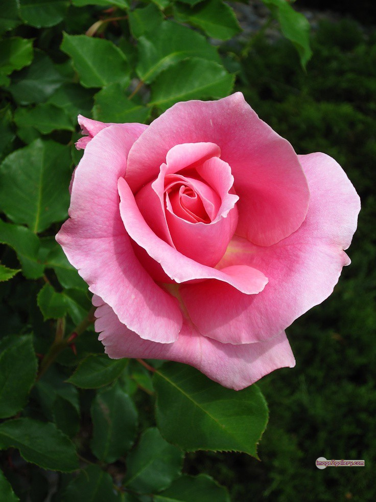 3300+ Beautiful Rose Flowers Image | Rose Flower HD Pic Download | 2900 rose with pictures -(63)