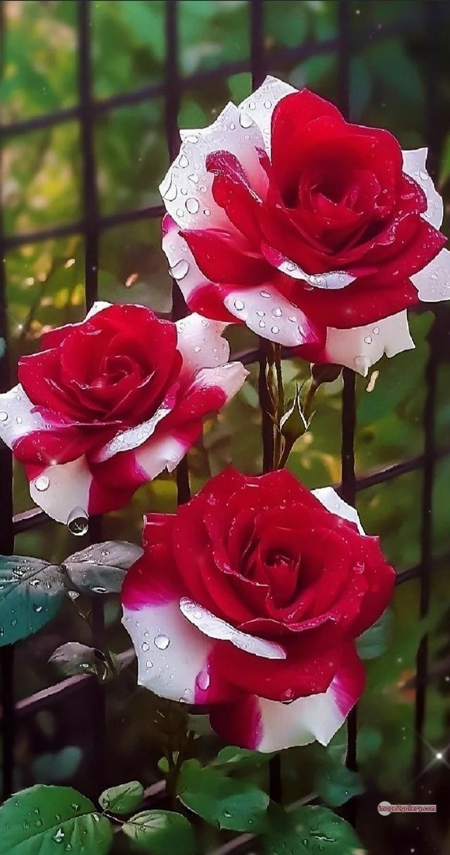 3300+ Beautiful Rose Flowers Image | Rose Flower HD Pic Download | 2933 rose with pictures -(7)