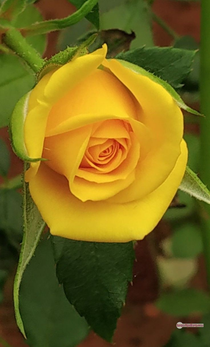 3300+ Beautiful Rose Flowers Image | Rose Flower HD Pic Download | 1607 rose yellow rose -