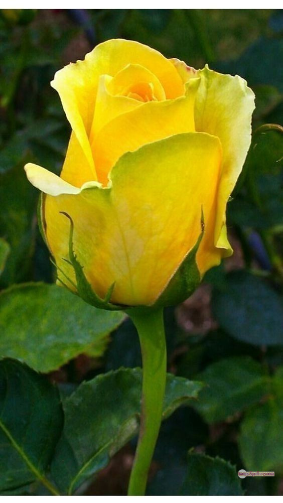 3300+ Beautiful Rose Flowers Image | Rose Flower HD Pic Download | 2777 rose yellow rose -(1)