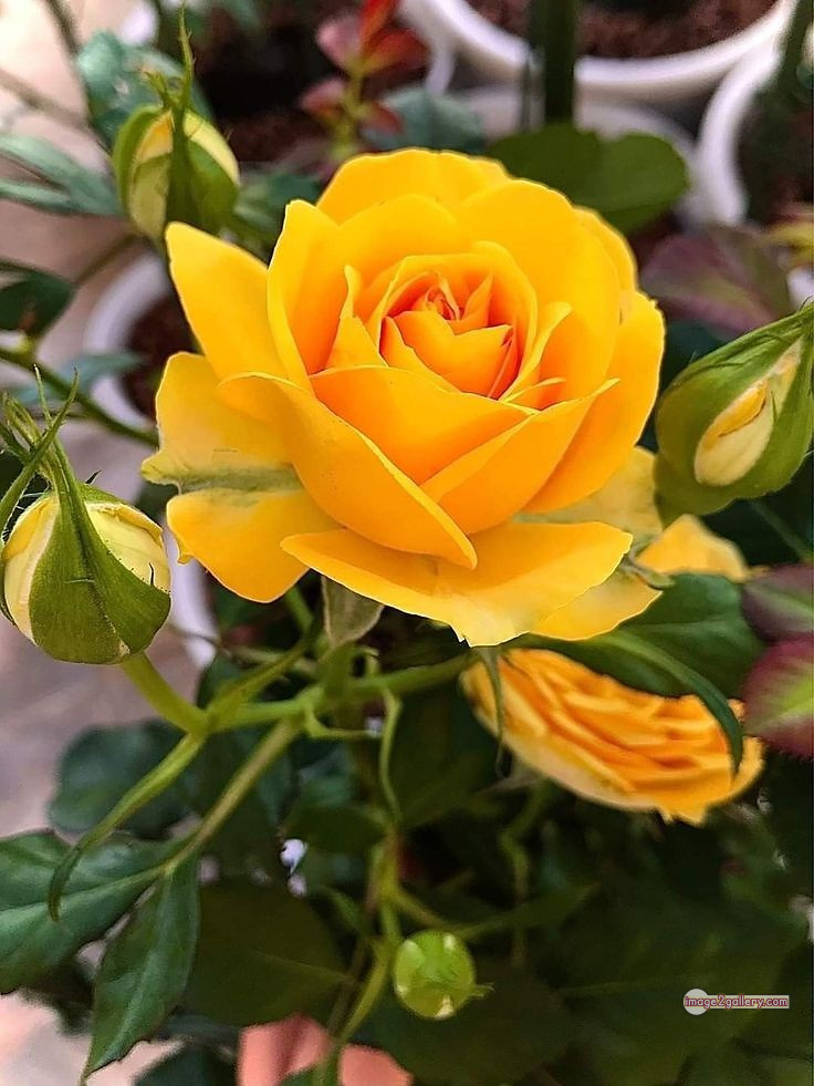 3300+ Beautiful Rose Flowers Image | Rose Flower HD Pic Download | 2639 rose yellow rose -(10)