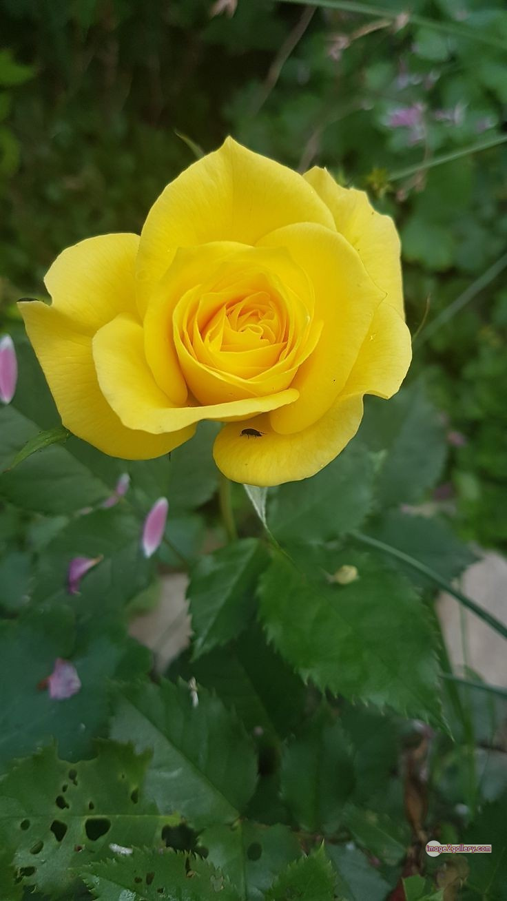 3300+ Beautiful Rose Flowers Image | Rose Flower HD Pic Download | 1474 rose yellow rose -(11)