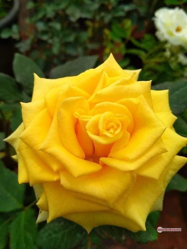 3300+ Beautiful Rose Flowers Image | Rose Flower HD Pic Download | 974 rose yellow rose -(12)