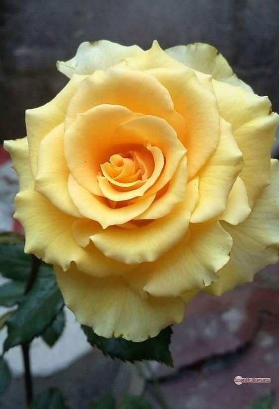 3300+ Beautiful Rose Flowers Image | Rose Flower HD Pic Download | 969 rose yellow rose -(13)