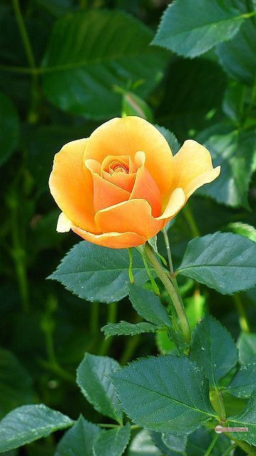 3300+ Beautiful Rose Flowers Image | Rose Flower HD Pic Download | 1535 rose yellow rose -(14)