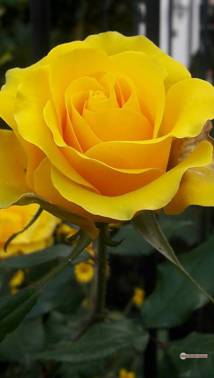 3300+ Beautiful Rose Flowers Image | Rose Flower HD Pic Download | 2774 rose yellow rose -(2)