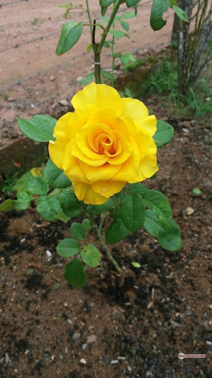3300+ Beautiful Rose Flowers Image | Rose Flower HD Pic Download | 1403 rose yellow rose -(3)