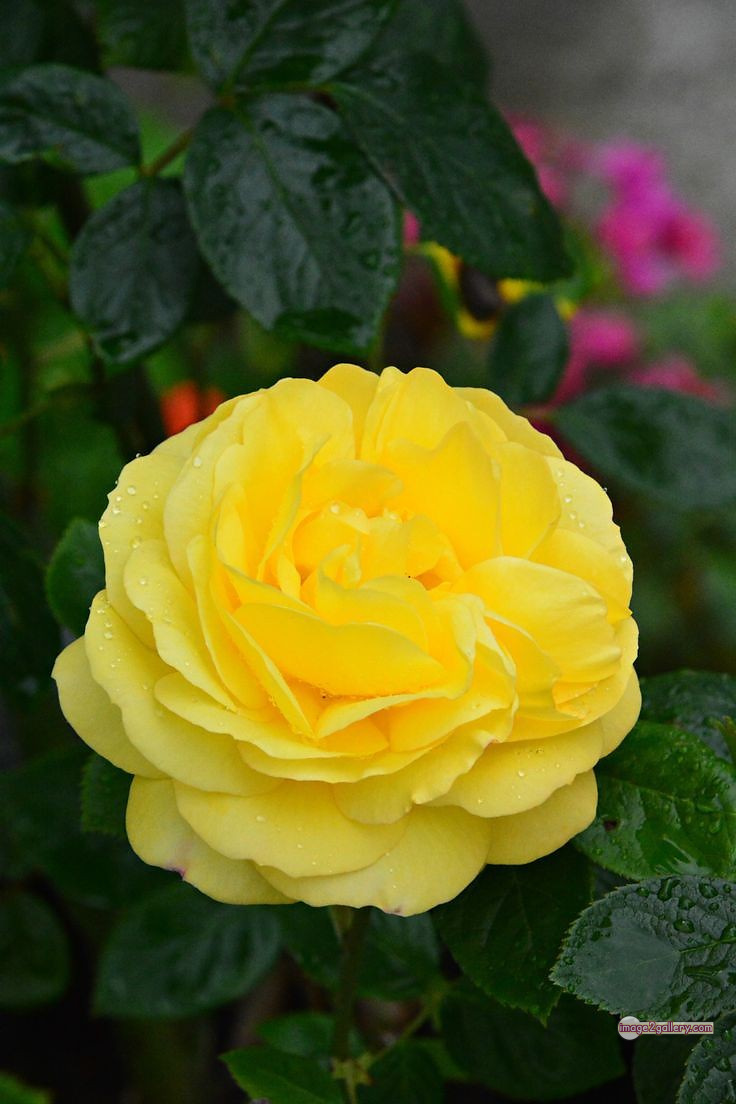 3300+ Beautiful Rose Flowers Image | Rose Flower HD Pic Download | 1405 rose yellow rose -(4)