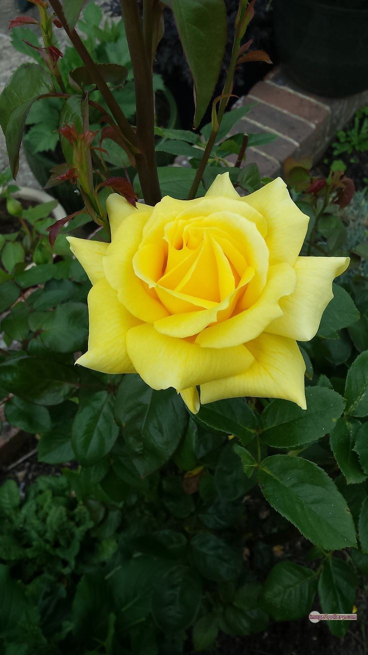3300+ Beautiful Rose Flowers Image | Rose Flower HD Pic Download | 805 rose yellow rose -(5)