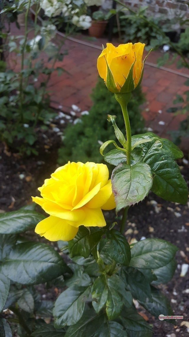3300+ Beautiful Rose Flowers Image | Rose Flower HD Pic Download | 2681 rose yellow rose -(6)