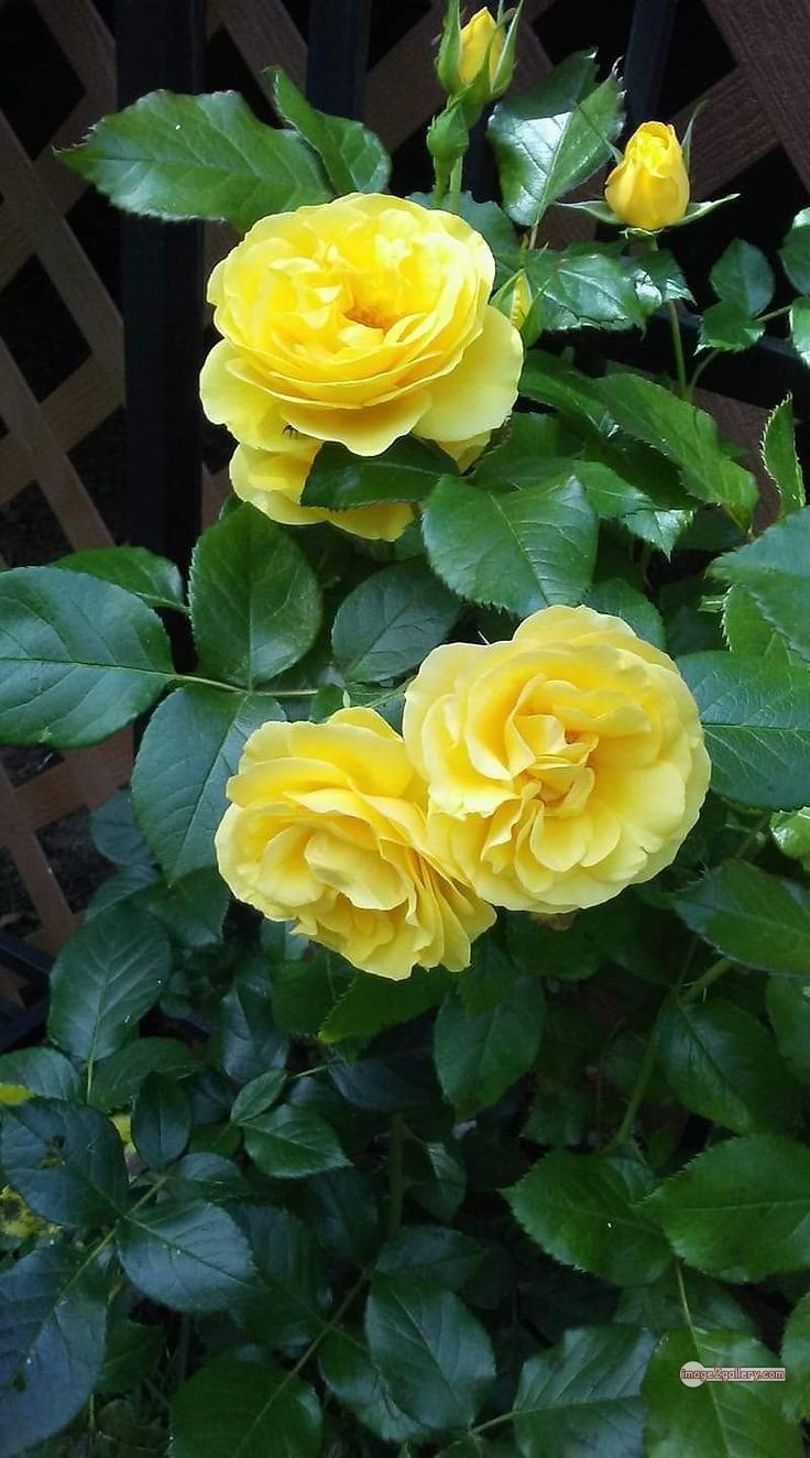 3300+ Beautiful Rose Flowers Image | Rose Flower HD Pic Download | 1366 rose yellow rose -(7)