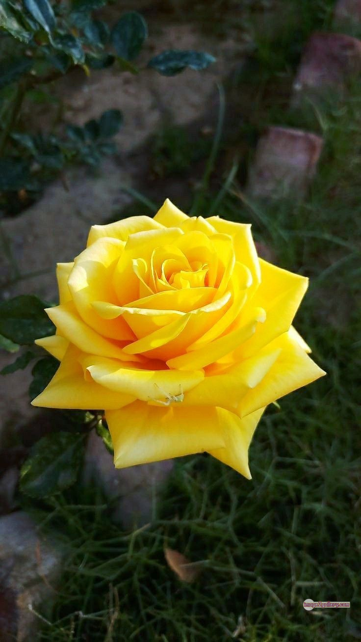 3300+ Beautiful Rose Flowers Image | Rose Flower HD Pic Download | 1533 rose yellow rose -(8)