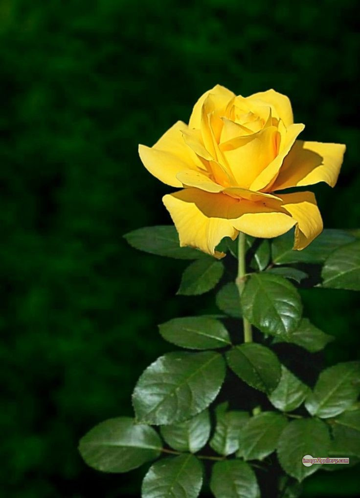 3300+ Beautiful Rose Flowers Image | Rose Flower HD Pic Download | 875 rose yellow rose -(9)