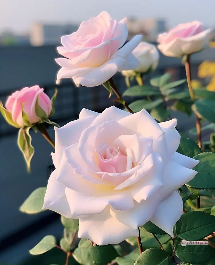 3300+ Beautiful Rose Flowers Image | Rose Flower HD Pic Download | 656 roses and white flowers -(10)