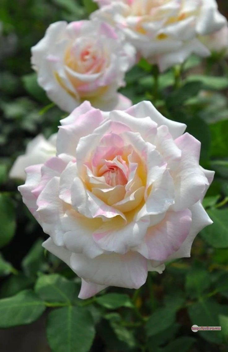 3300+ Beautiful Rose Flowers Image | Rose Flower HD Pic Download | 1052 roses and white flowers -(11)