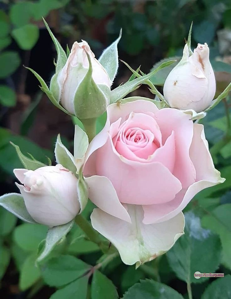 3300+ Beautiful Rose Flowers Image | Rose Flower HD Pic Download | 229 roses and white flowers -(12)