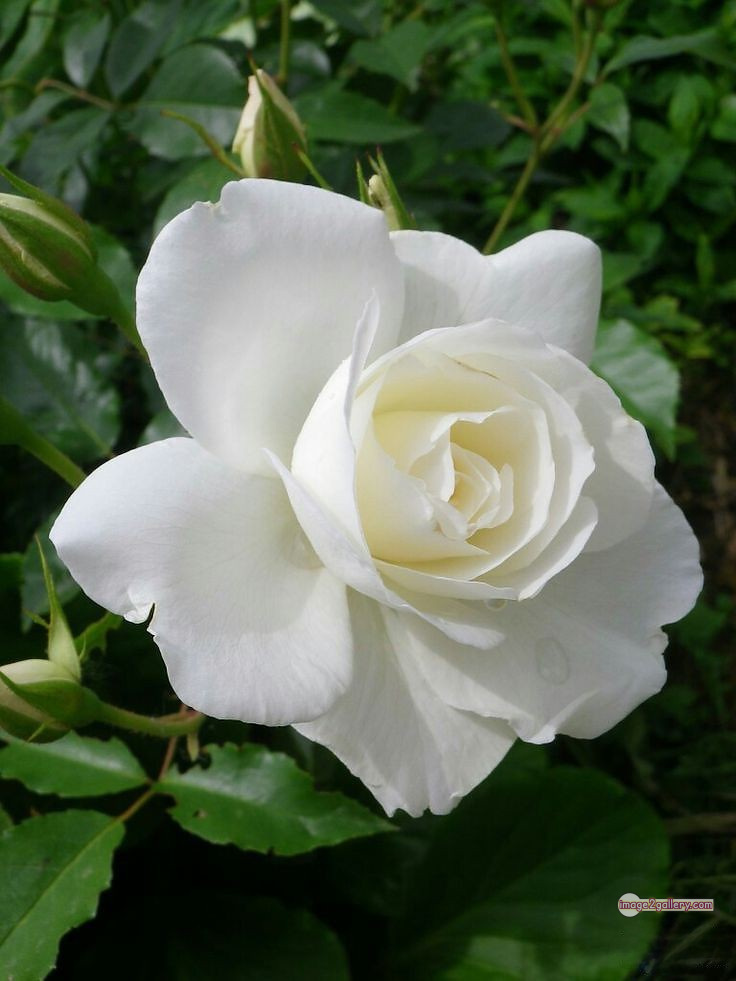 3300+ Beautiful Rose Flowers Image | Rose Flower HD Pic Download | 745 roses and white flowers -(15)
