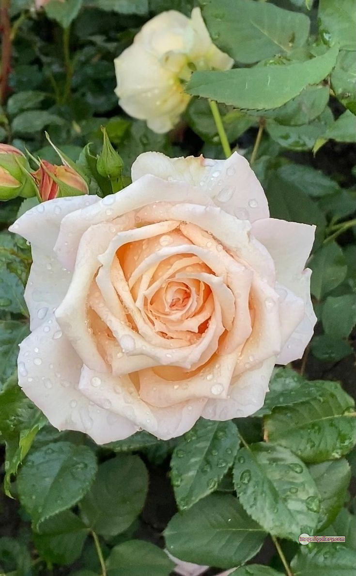 3300+ Beautiful Rose Flowers Image | Rose Flower HD Pic Download | 1427 roses and white flowers -(4)