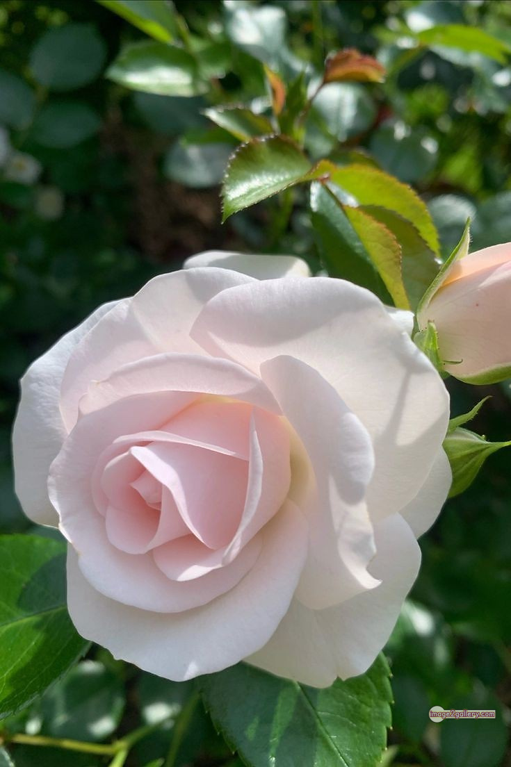 3300+ Beautiful Rose Flowers Image | Rose Flower HD Pic Download | 3017 roses and white flowers -(5)
