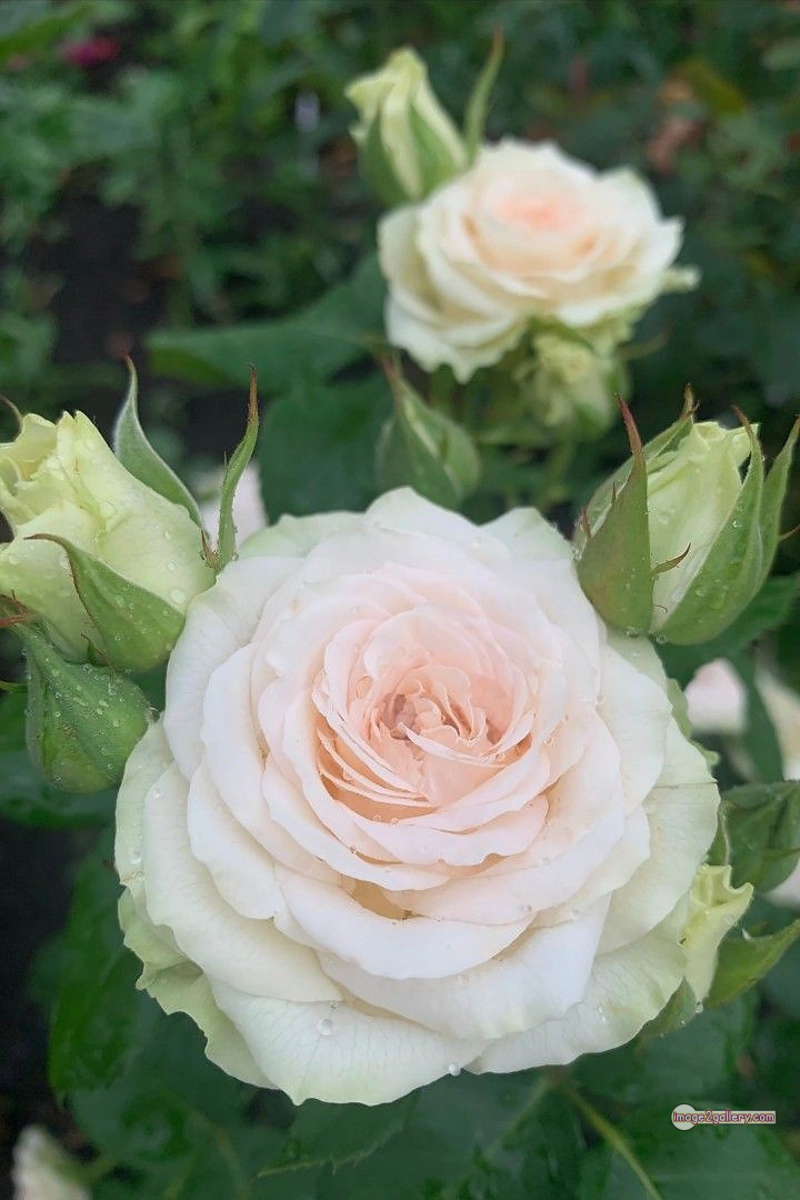 3300+ Beautiful Rose Flowers Image | Rose Flower HD Pic Download | 828 roses and white flowers -(6)