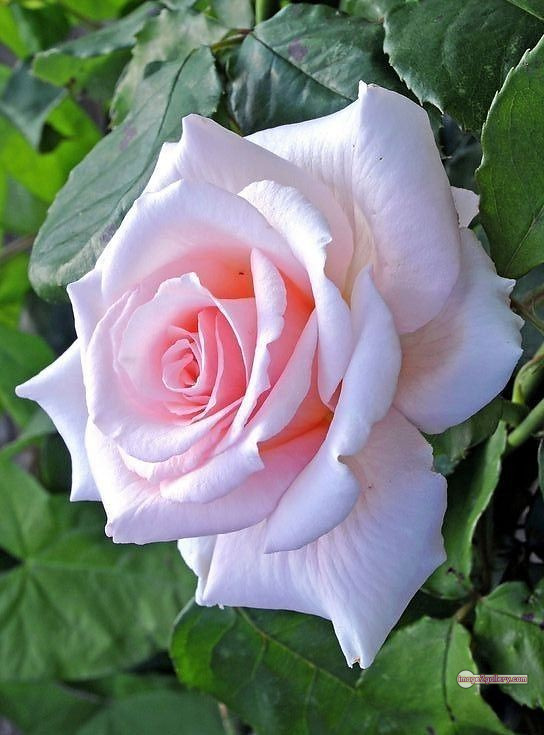 3300+ Beautiful Rose Flowers Image | Rose Flower HD Pic Download | 184 roses and white flowers -(7)