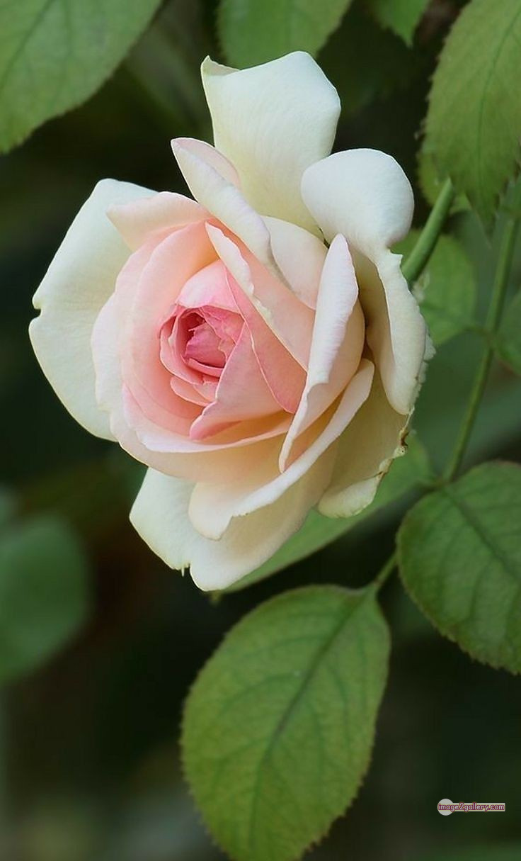 3300+ Beautiful Rose Flowers Image | Rose Flower HD Pic Download | 1426 roses and white flowers -(8)