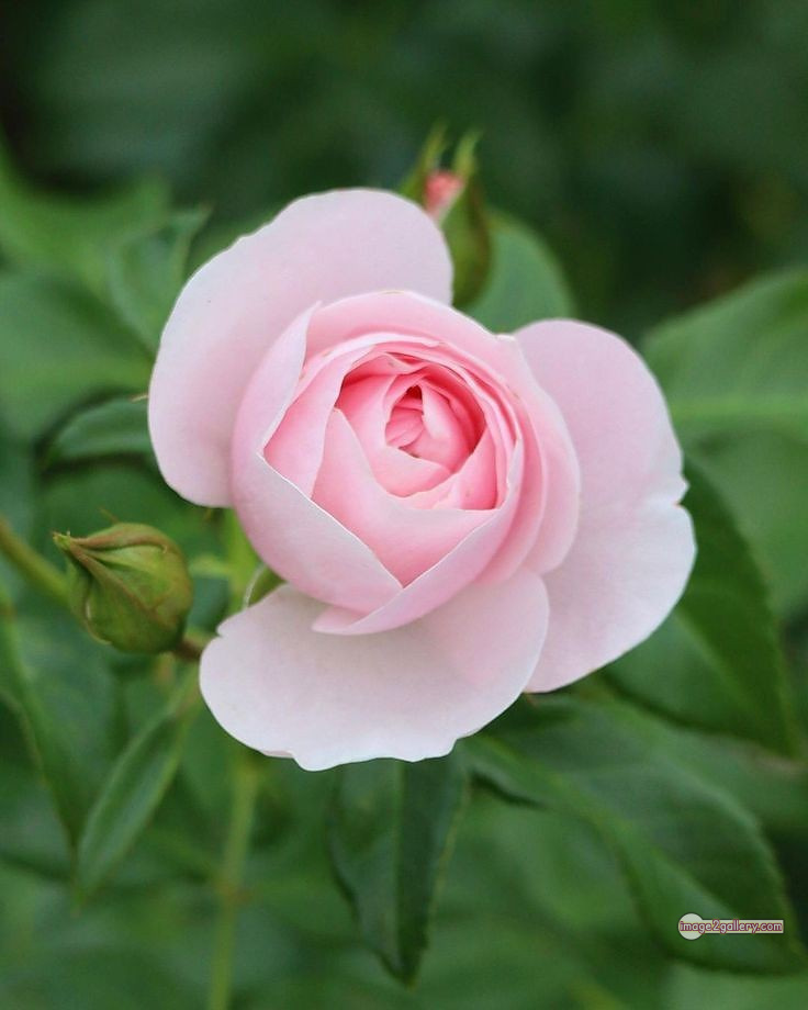 3300+ Beautiful Rose Flowers Image | Rose Flower HD Pic Download | 829 roses and white flowers -(9)