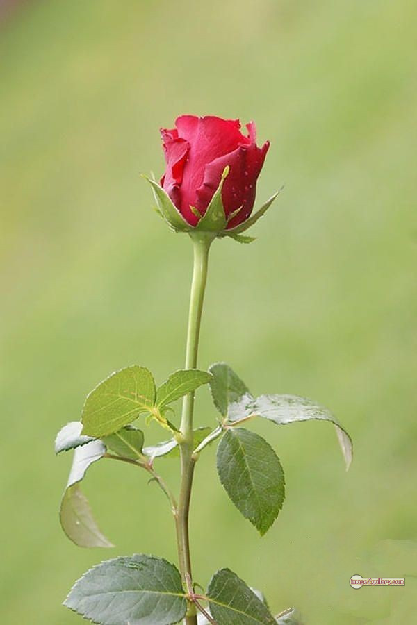 3300+ Beautiful Rose Flowers Image | Rose Flower HD Pic Download | 1963 roses for valentine's -
