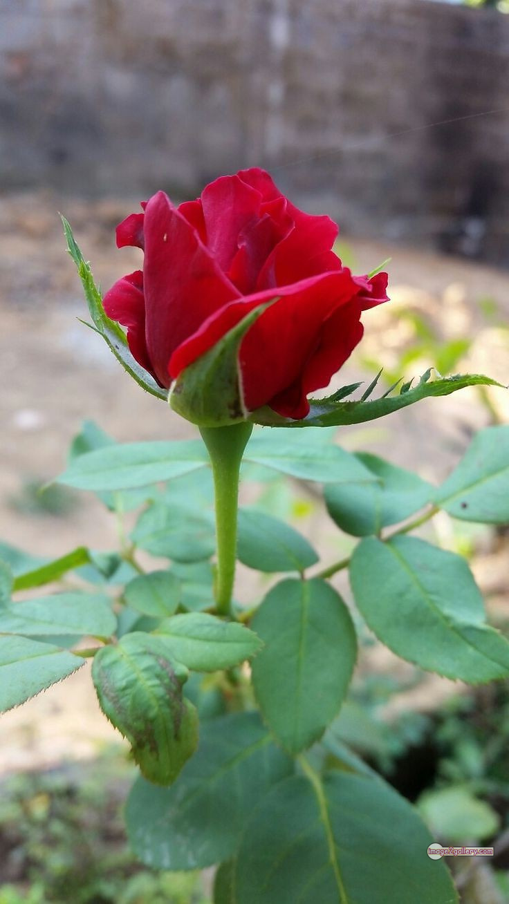 3300+ Beautiful Rose Flowers Image | Rose Flower HD Pic Download | 1111 roses for valentines 13 rose flower