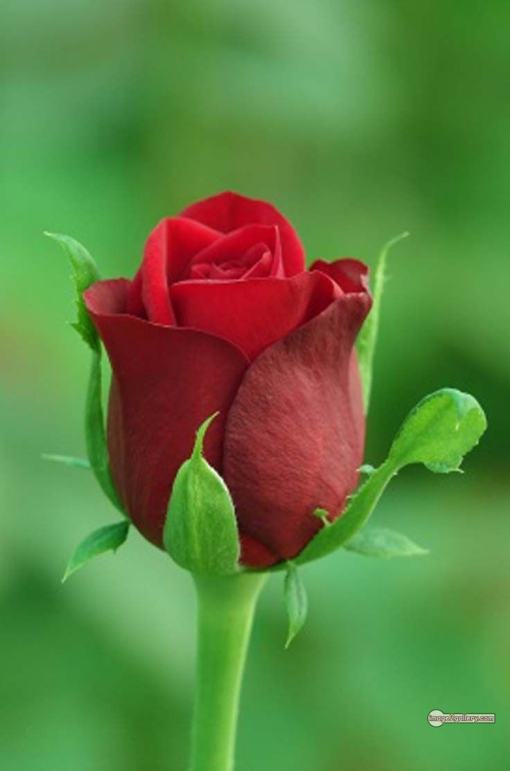 3300+ Beautiful Rose Flowers Image | Rose Flower HD Pic Download | 1898 roses for valentine's -(2)