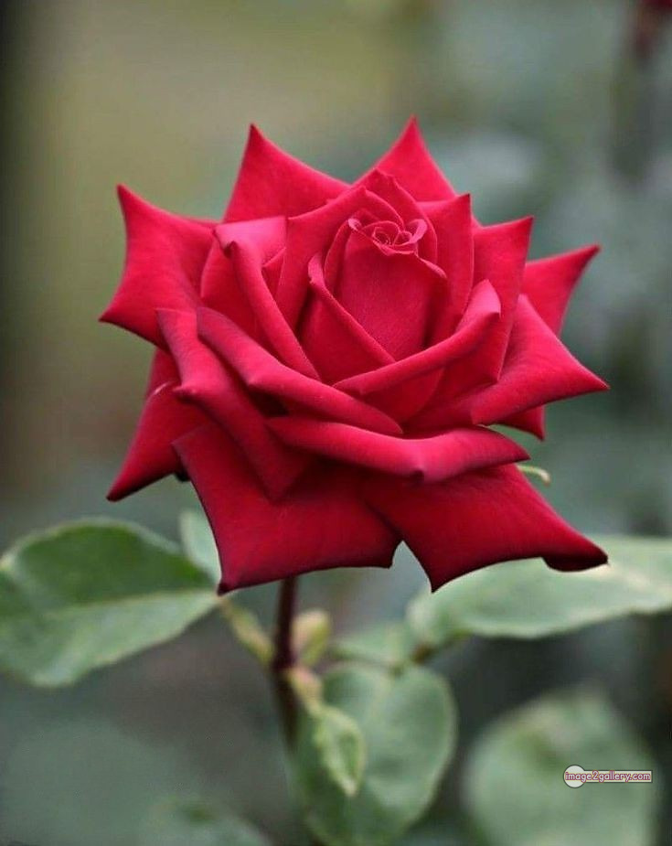 3300+ Beautiful Rose Flowers Image | Rose Flower HD Pic Download | 2004 roses for valentine's -(7)