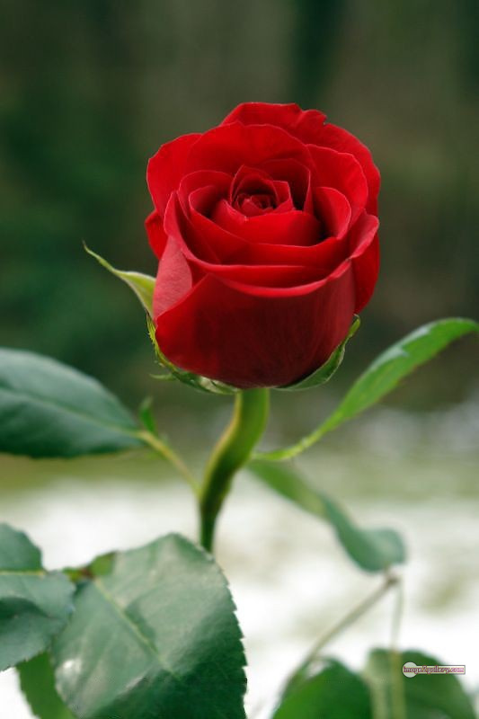 3300+ Beautiful Rose Flowers Image | Rose Flower HD Pic Download | 2069 roses for valentine's -(7)