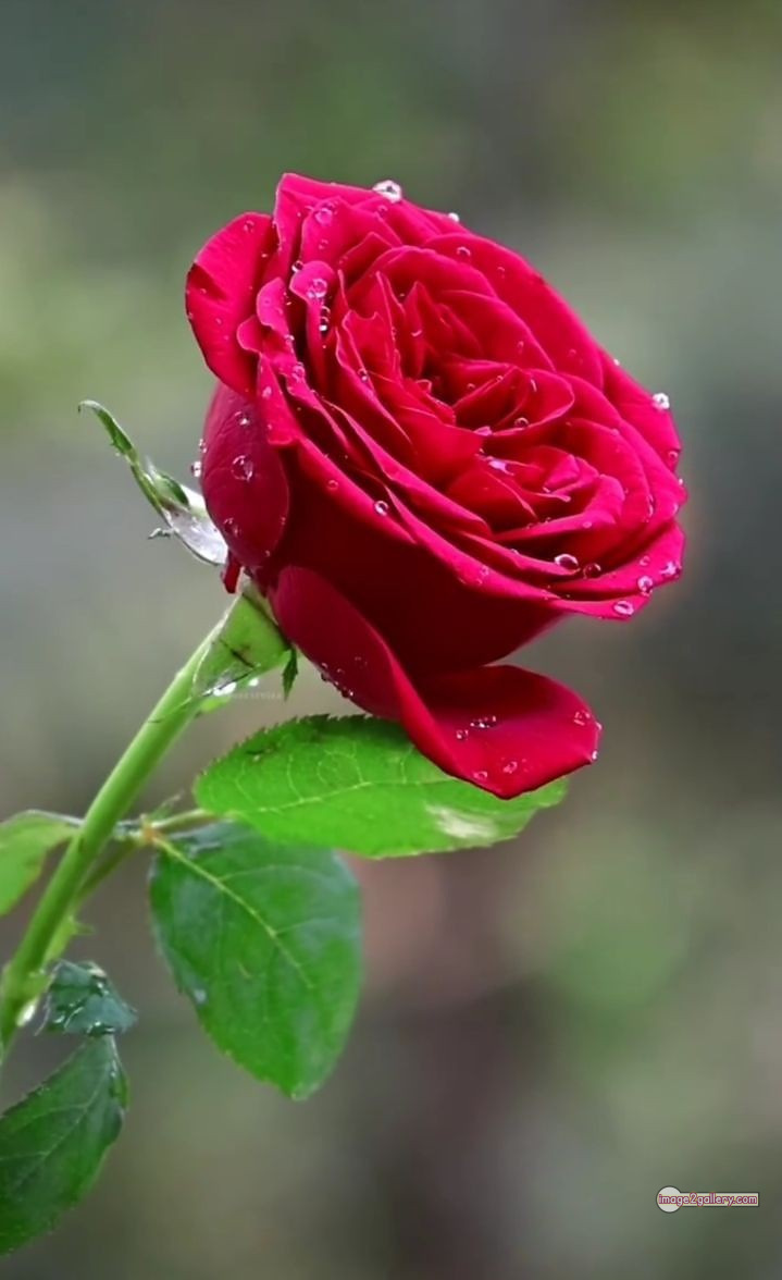3300+ Beautiful Rose Flowers Image | Rose Flower HD Pic Download | 1012 roses on valentine's day -(10)
