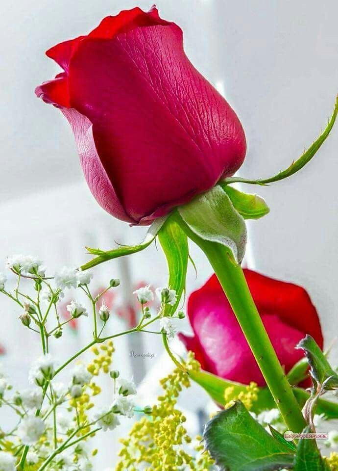 3300+ Beautiful Rose Flowers Image | Rose Flower HD Pic Download | 1011 roses on valentine's day -(11)