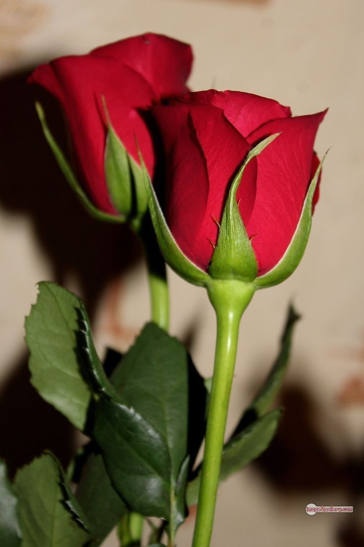 3300+ Beautiful Rose Flowers Image | Rose Flower HD Pic Download | 2072 roses on valentine's day -(13)