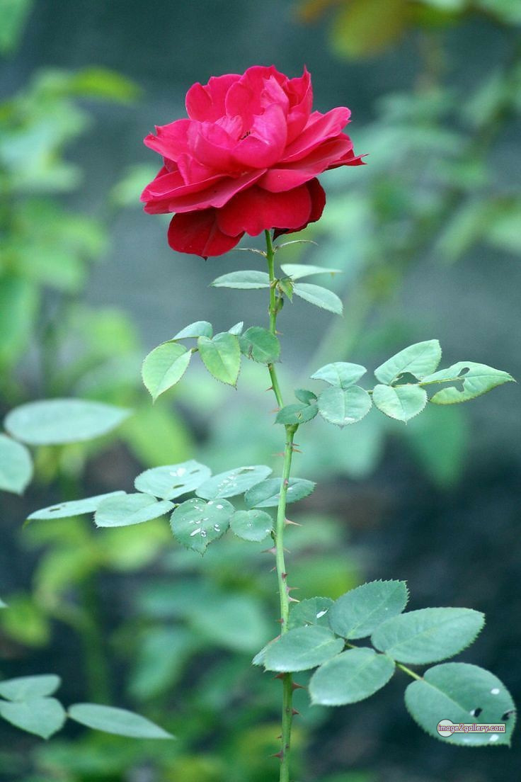 3300+ Beautiful Rose Flowers Image | Rose Flower HD Pic Download | 1844 roses on valentine's day -(5)