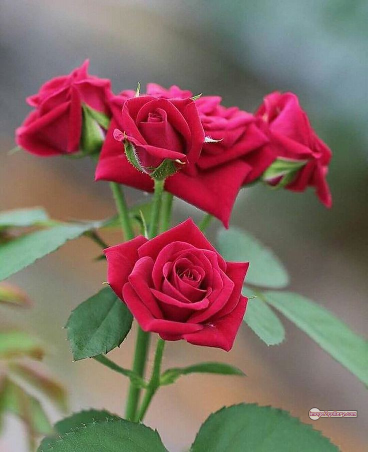 3300+ Beautiful Rose Flowers Image | Rose Flower HD Pic Download | 2005 roses on valentine's day -(7)