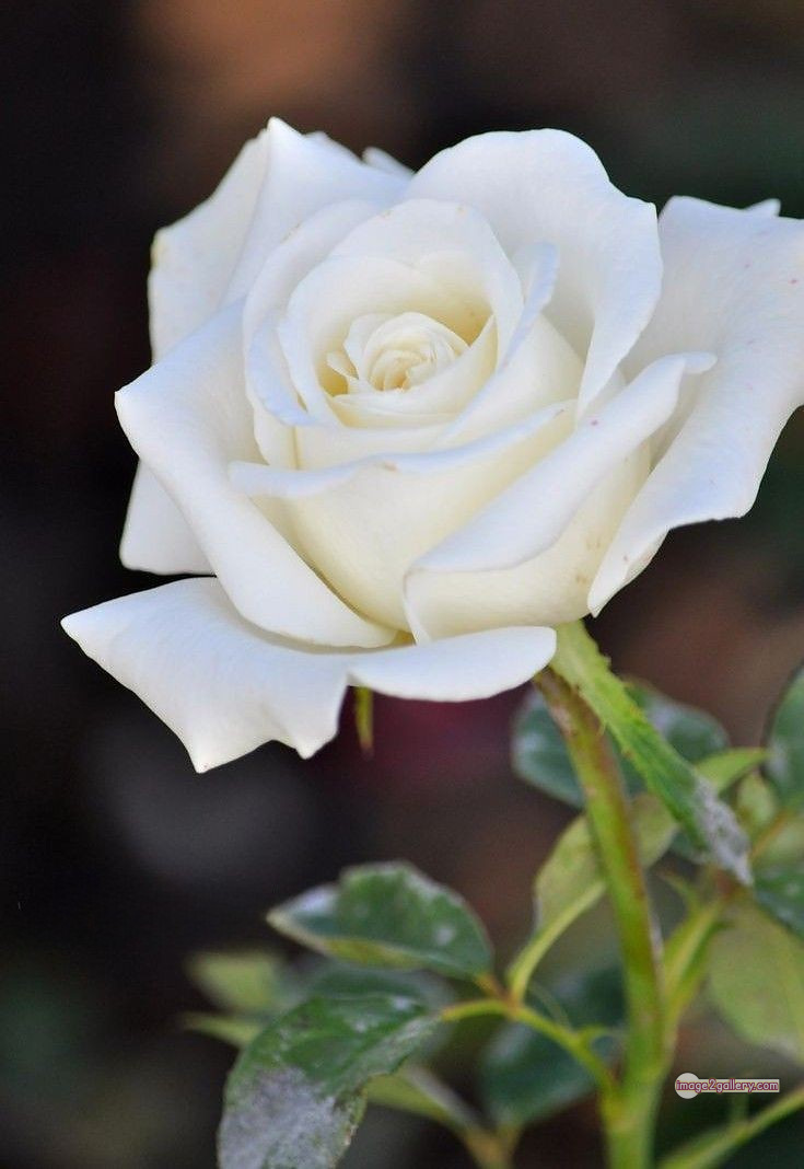 3300+ Beautiful Rose Flowers Image | Rose Flower HD Pic Download | 1502 roses with white flowers -