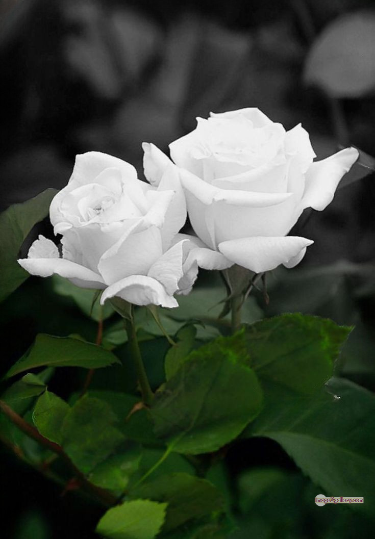3300+ Beautiful Rose Flowers Image | Rose Flower HD Pic Download | 2913 roses with white flowers -(10)