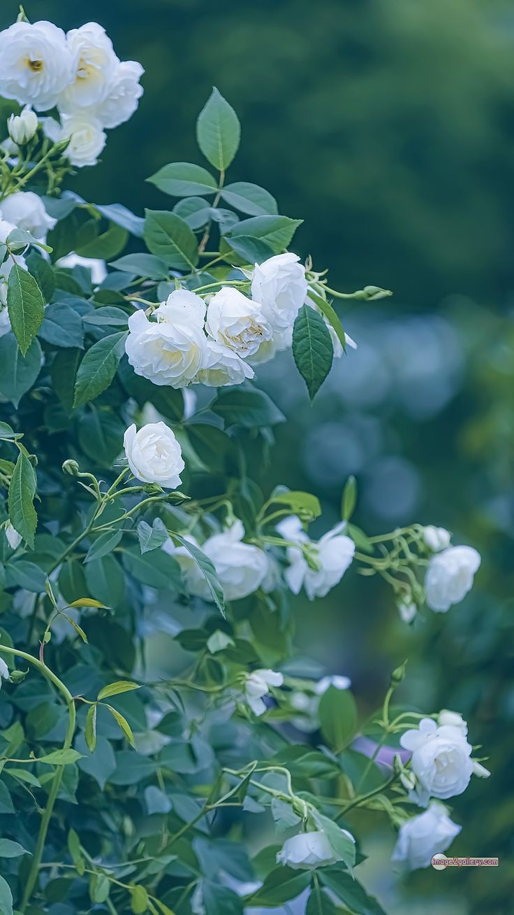 3300+ Beautiful Rose Flowers Image | Rose Flower HD Pic Download | 63 roses with white flowers -(11)