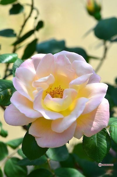 3300+ Beautiful Rose Flowers Image | Rose Flower HD Pic Download | 1425 roses with white flowers -(15)