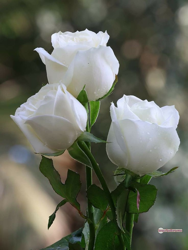 3300+ Beautiful Rose Flowers Image | Rose Flower HD Pic Download | 657 roses with white flowers -(2)