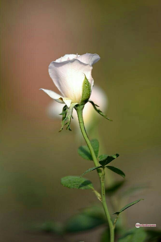 3300+ Beautiful Rose Flowers Image | Rose Flower HD Pic Download | 627 roses with white flowers -(3)