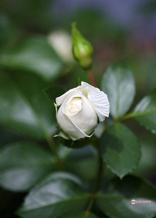 3300+ Beautiful Rose Flowers Image | Rose Flower HD Pic Download | 720 roses with white flowers -(5)