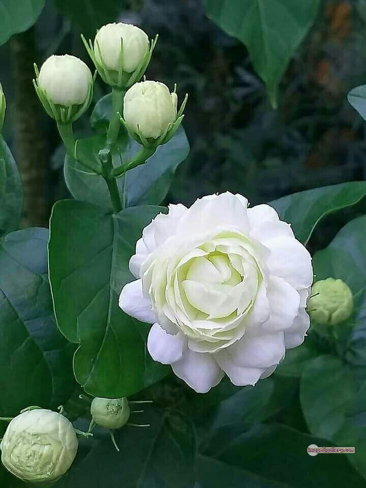 3300+ Beautiful Rose Flowers Image | Rose Flower HD Pic Download | 180 roses with white flowers -(6)