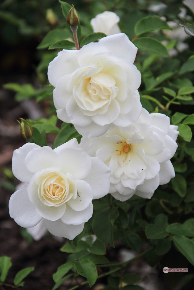 3300+ Beautiful Rose Flowers Image | Rose Flower HD Pic Download | 827 roses with white flowers -(7)