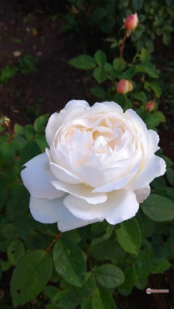 3300+ Beautiful Rose Flowers Image | Rose Flower HD Pic Download | 821 roses with white flowers -(8)