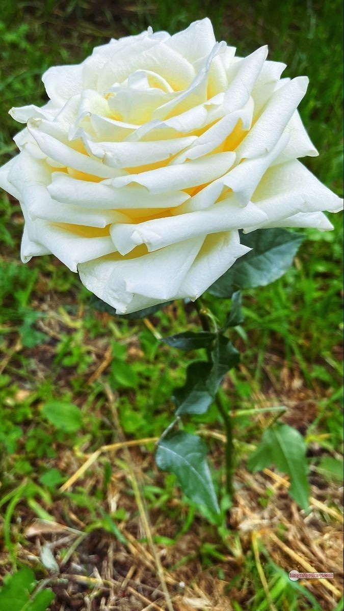 3300+ Beautiful Rose Flowers Image | Rose Flower HD Pic Download | 1190 roses with white flowers -(9)